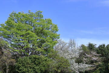 Fototapeta premium 緑萌える