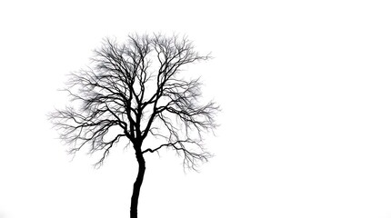 A minimalist black and white photograph depicting a single, stark tree against a pale sky, emphasizing stark lines and negative space, utilizing a shallow depth of field for a soft focus eff.