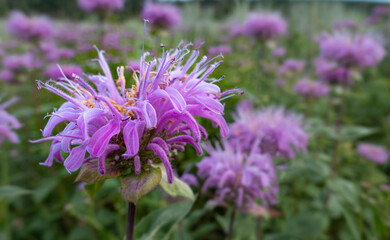close up of a bee balm flower