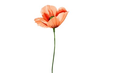 Naklejka premium Minimalist watercolor painting of a single red poppy, delicate brushstrokes, soft edges, a focus on texture and subtle color variations, white background.