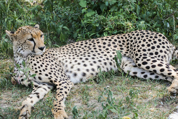 a cheetah rests in the grass on the savannah of Serengeti, Tanzania