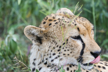 a cheetah rests in the grass on the savannah of Serengeti, Tanzania