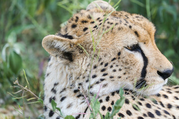 a cheetah rests in the grass on the savannah of Serengeti, Tanzania