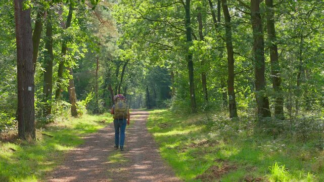 Following woman hiking with trekking backpack in the center of a dirth path surrounded by green trees in a forest