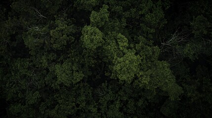 Dense Green Forest Canopy Overhead View