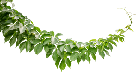 Lush green vine with vibrant leaves isolated transparent background perfect for design projects
