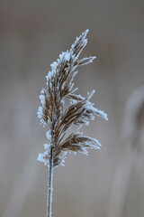 reeds in winter frost and snow