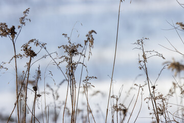 A closeup of dry frozen weeds during winter