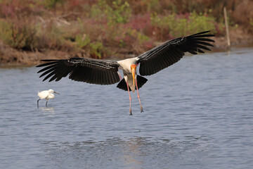 A painted stork is flying down to the swamp to find fish for food.