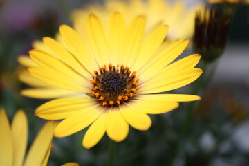 Yellow flower