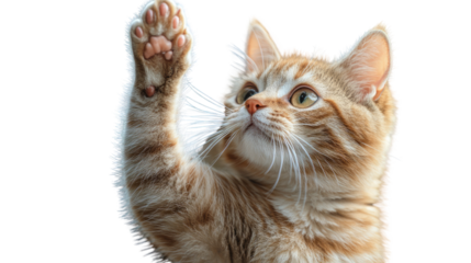 Curious Kitten: A ginger kitten, with striking amber eyes, raises its paw in a playful gesture, showcasing its adorable features in a captivating portrait.