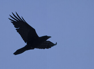 black vulture in flight