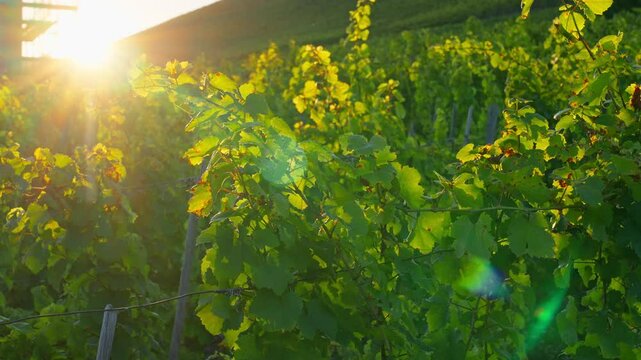 Closeup grape vineyards during a picturesue sunset in the Rhine River Valley, Winningen, Germany