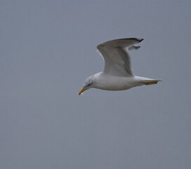 seagull on blue sky