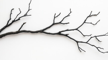 Fototapeta premium Black Dry Branch with Twisted Twigs on White Background Surface