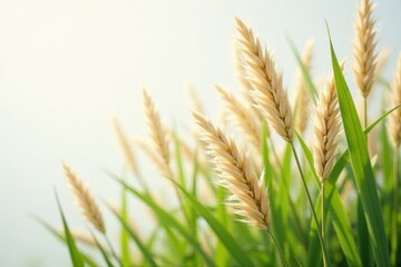 Close-up of pampas grass detail on stark white , isolated, wedding, pampas grass