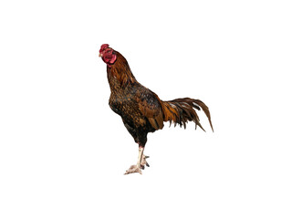 rooster isolated on white background.
