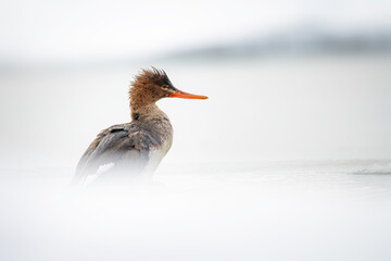 Messenger duck in cold water snow