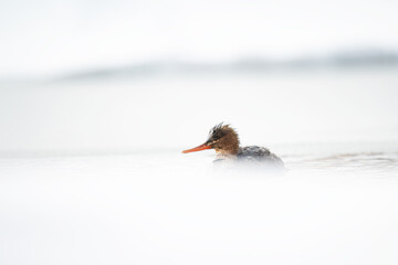 Messenger duck in cold water snow
