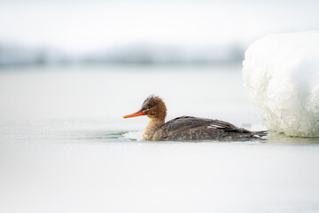 Messenger duck in cold water snow