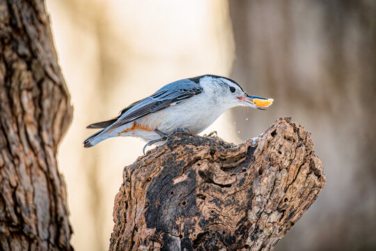 White-breasted nuthatch holding sunflower seed on weathered tree stump