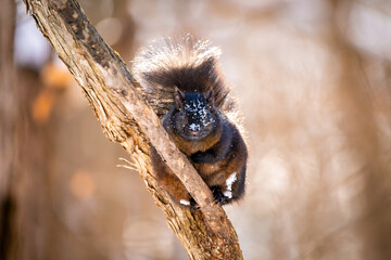 Brack sqirrel in the Winter