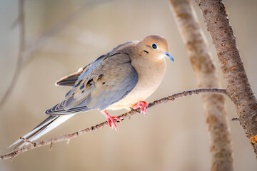 Mourning dove perched on a branch