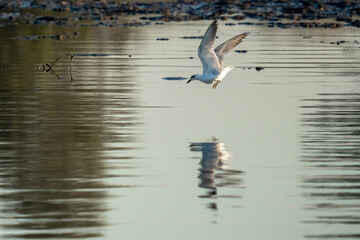 A Little Tern dives to the water in search of food