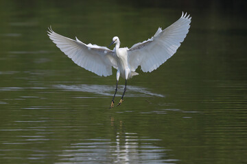 The eastern great egret is flying down to the swamp to find fish for food.
