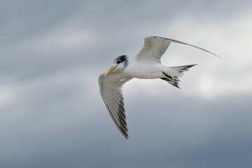 Little Tern