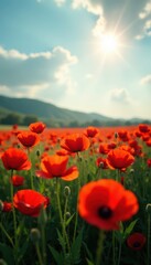 Sunbeams illuminate a sea of poppies, gently swaying , sun, royalty-free, photography