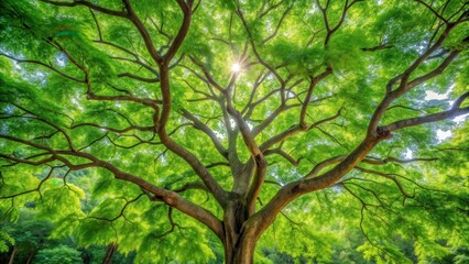 Obraz premium Moringa tree with large green leaves and branches stretching towards the sky, surrounded by a lush green forest environment , botanical, moringa leaves
