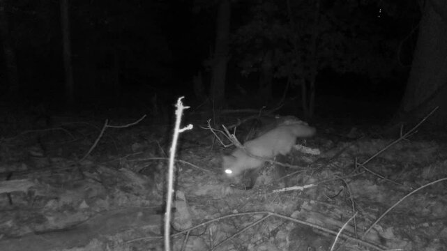 wild red fox in forest at night