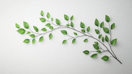 Obraz premium Green Leaf Branch with Fresh Leaves on Minimalist White Background