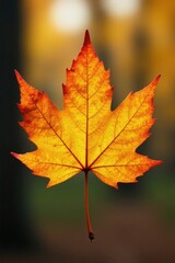 Fototapeta premium Crisp autumn leaf, vibrant yellow & orange hues, isolated , bright leaf, foliage, image
