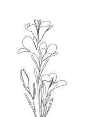 lily of the valley hand drawn