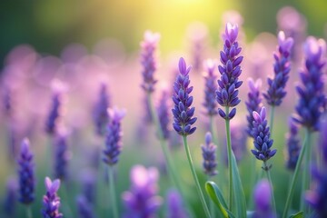 Naklejka premium Soft lavender petals and delicate stems fill a serene garden background, purple, floral