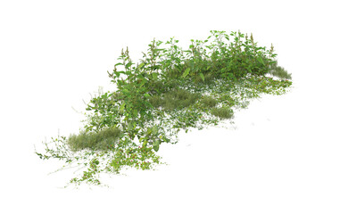 green grass isolated on white