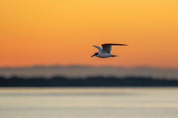 Little Tern flys by in the early morning