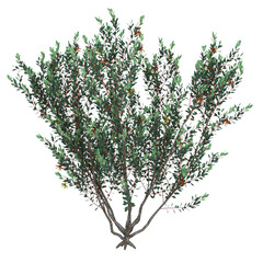 Free PNG 3d illustration of Eucalyptus-lehmannii tree frontal isolated transparent background perfectly cutout high resolution