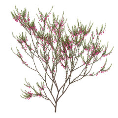 Free PNG 3d illustration of Epacris impressa 1 tree frontal isolated transparent background perfectly cutout high resolution