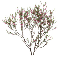 Free PNG 3d illustration of Epacris impressa 2 tree frontal isolated transparent background perfectly cutout high resolution
