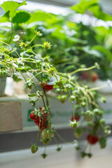 Blooming Strawberry cultivation in greenhouse, soft focus on berries. Mini-farm for growing...