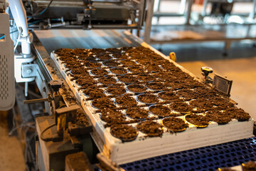Pots receive soil mix in automatic pallet fill process in industrial laboratory. Precision sowing,...