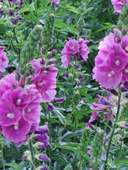 pink hydrangea flowers