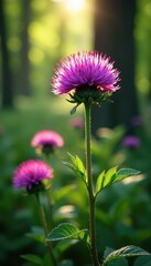 Obraz premium Dark purple knapweed blooms cluster in sun-dappled forest , wildflower meadow, environment