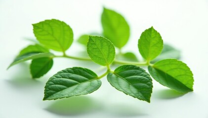 Fototapeta premium Fresh green centella asiatica leaves on white background, garden, nature, herb