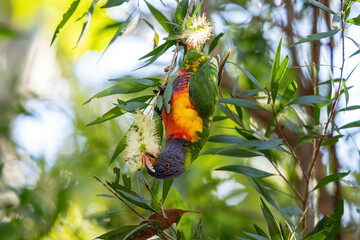 rainbow lorikeet upside down on branch