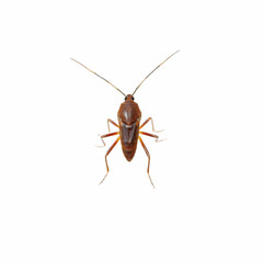 Fototapeta premium a brown insect outdoors isolated on the white background
