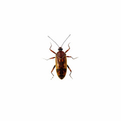 a brown insect outdoors isolated on the white background